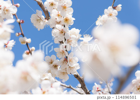 満開の梅の花 114896501