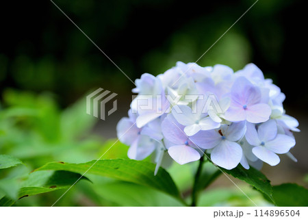 代々木公園 梅雨時の紫陽花 代々木公園 梅雨時の紫陽花 114896504