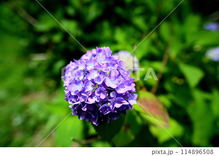 代々木公園 梅雨時の紫陽花 代々木公園 梅雨時の紫陽花 114896508
