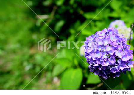 代々木公園 梅雨時の紫陽花 代々木公園 梅雨時の紫陽花 114896509