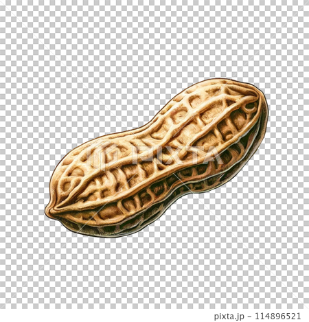 Realistic shelled peanuts illustration 114896521