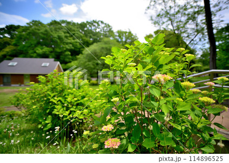 代々木公園 梅雨時の紫陽花 代々木公園 梅雨時の紫陽花 114896525