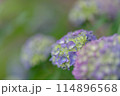 紫陽花(2024年5月） 114896568