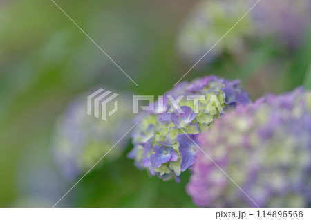 紫陽花(2024年5月) 紫陽花(2024年5月) 114896568