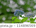 紫陽花(2024年5月） 114896569