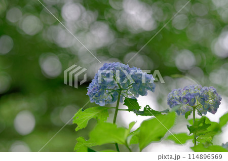 紫陽花(2024年5月） 114896569