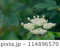 紫陽花(2024年5月） 114896570