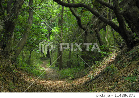 整備された里山の道 114896873