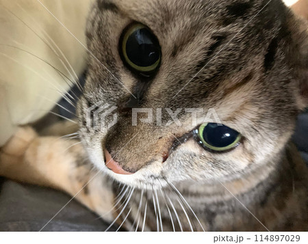見つめる猫 見つめる猫 114897029