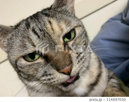 見つめる猫 見つめる猫 114897030