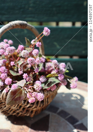 かごに植えたヒメツルソバ かごに植えたヒメツルソバ 114897197