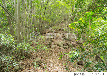 小倉男坂のクサリ場(津久井城山) 小倉男坂のクサリ場(津久井城山) 114897361