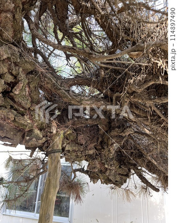 庭木の手入れは必要です、空き家でも木は成長します 114897490