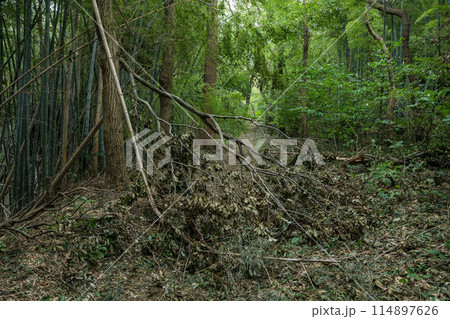 台風被害を受けた里山 台風被害を受けた里山 114897626