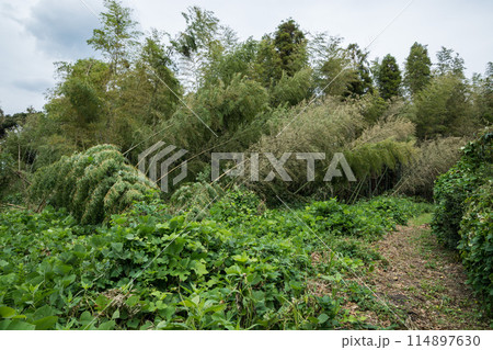 台風被害を受けた里山 台風被害を受けた里山 114897630
