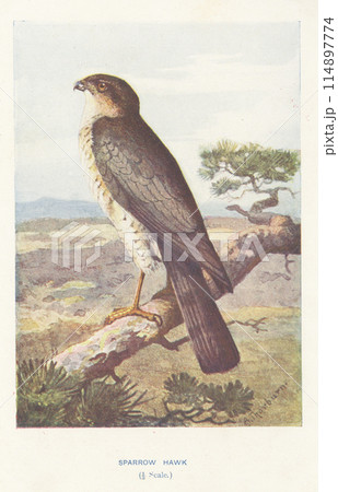 ヨーロッパ 鳥の図鑑 ハイタカ ヨーロッパ 鳥の図鑑 ハイタカ 114897774