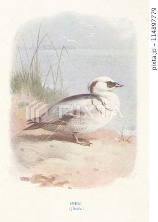 ヨーロッパ　鳥の図鑑　ミコアイサ 114897779