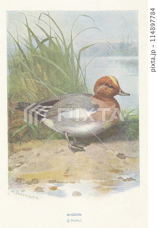 ヨーロッパ　鳥の図鑑　ヒドリガモ 114897784