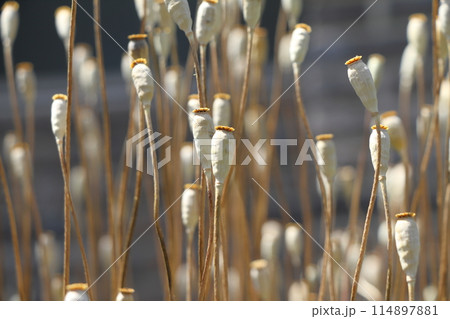 花が終わり種が実ったナガミヒナゲシ 花が終わり種が実ったナガミヒナゲシ 114897881