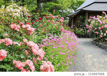 満開の神宮バラ園 114897899