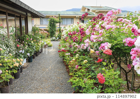 満開の神宮バラ園 114897902