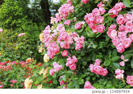 満開の神宮バラ園 114897934