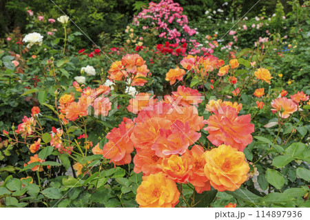 満開の神宮バラ園 満開の神宮バラ園 114897936