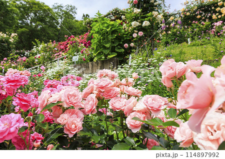 満開の神宮バラ園 114897992