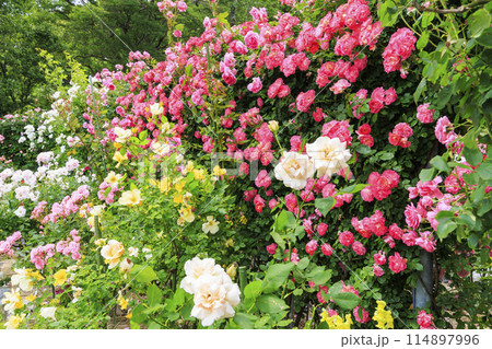 満開の神宮バラ園 114897996