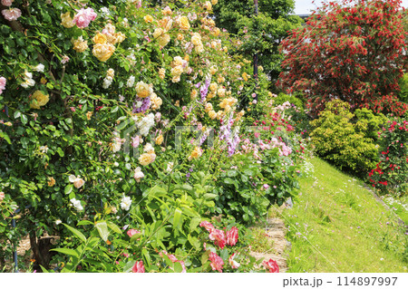 満開の神宮バラ園 満開の神宮バラ園 114897997