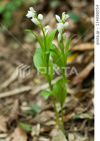 里山に咲くギンラン 114898054