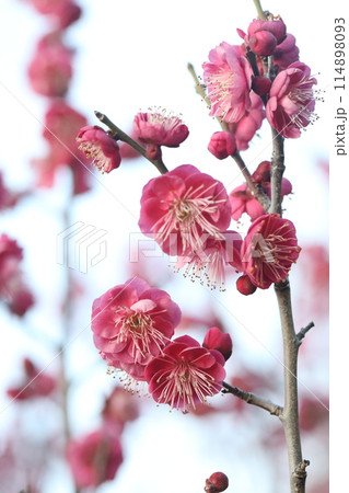 赤い梅の花 赤い梅の花 114898093