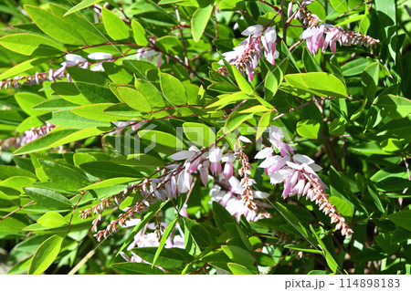 ニワフジ(庭藤) ニワフジ(庭藤) 114898183
