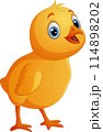 Cartoon little chick isolated on white background 114898202