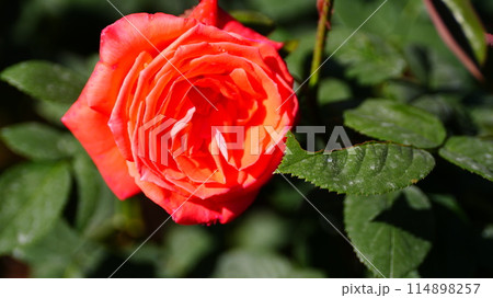 サーモンオレンジのバラはスーパースター 114898257