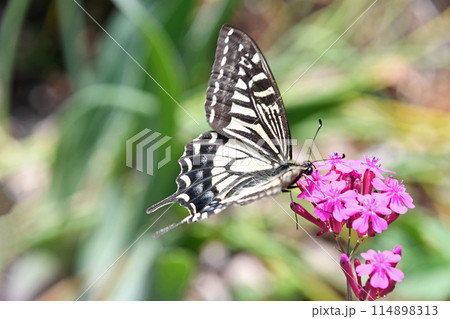 ムシトリナデシコから吸蜜するナミアゲハ ムシトリナデシコから吸蜜するナミアゲハ 114898313