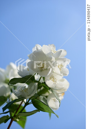 梅花空木 114898437