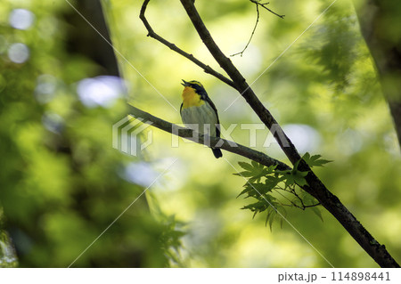 新緑の森で歌うキビタキ 114898441