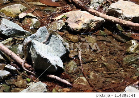 マムシが川で獲物を狙ってます マムシが川で獲物を狙ってます 114898541