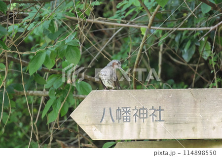 八幡神社の案内の看板に止まるヒヨドリ 八幡神社の案内の看板に止まるヒヨドリ 114898550