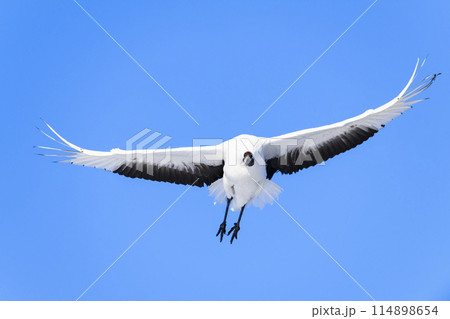 タンチョウ飛翔 114898654
