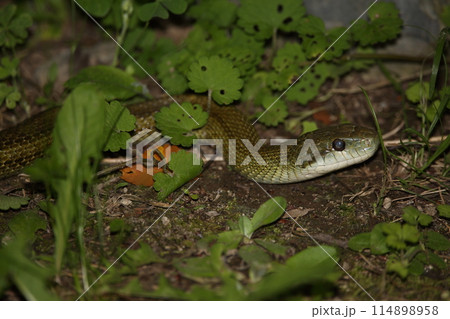 アオダイショウ 114898958