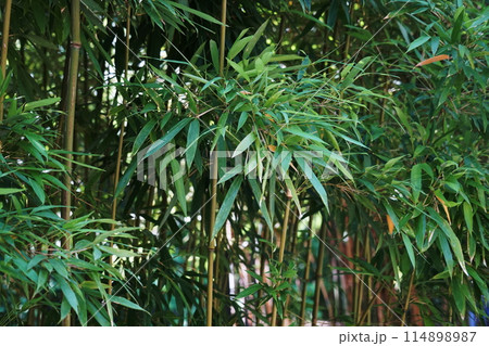 とうちく　緑色の竹と笹の葉 114898987