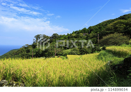 棚田と赤い彼岸花(静岡県下賀茂郡松崎町石部の棚田)の秋(収穫前) 棚田と赤い彼岸花(静岡県下賀茂郡松崎町石部の棚田)の秋(収穫前) 114899034