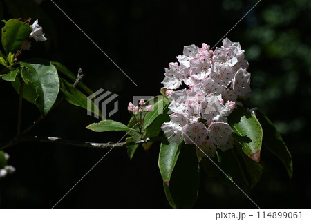 カルミアの花・セイヨウシャクナゲ カルミアの花・セイヨウシャクナゲ 114899061