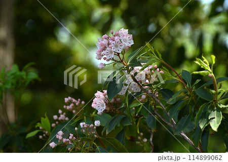 カルミアの花・セイヨウシャクナゲ 114899062