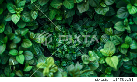 Green leaves form a heart, filling frame with love-themed foliage. 114899181