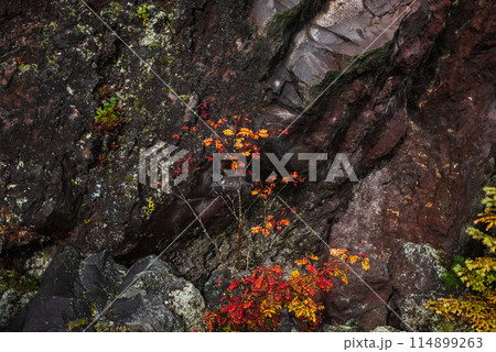 溶岩石と紅葉【鬼押出し園】 溶岩石と紅葉【鬼押出し園】 114899263