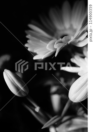 Artistic studio shot flowers photo Artistic studio shot flowers photo 114900359