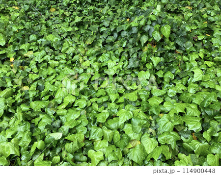 自然のツタに覆われた風景 114900448